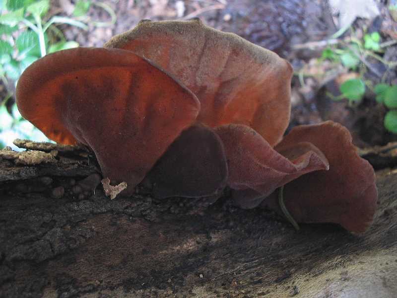 Nel giardino di Fior............